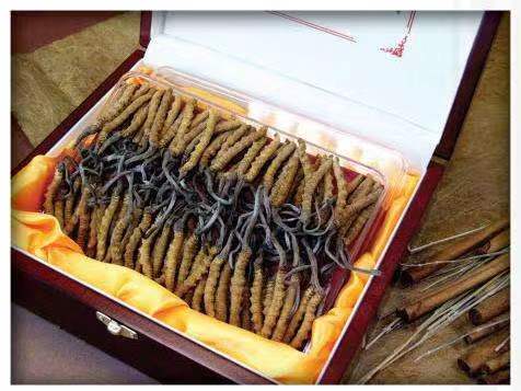 秦都冬虫夏草回收